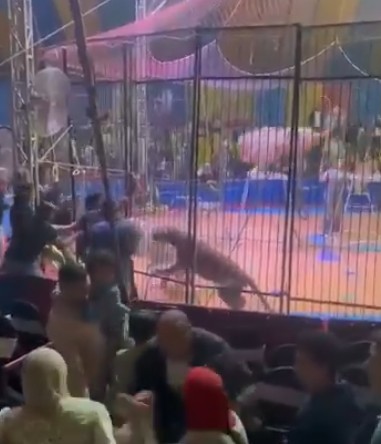 بالفيديو: هجوم نمر على عامل في سيرك مصري