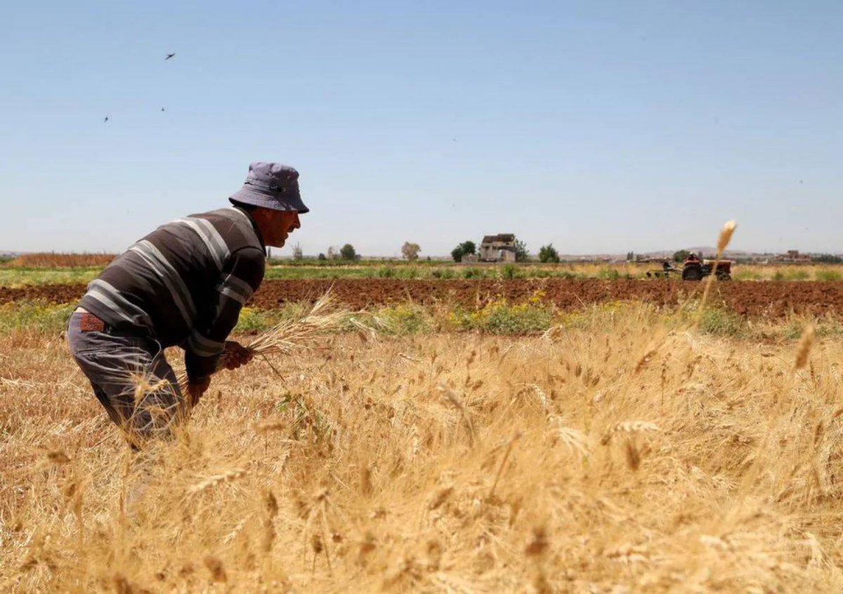 "حشرة السونا" تهدد موسم القمح... ونداءٌ إلى وزير الزراعة!