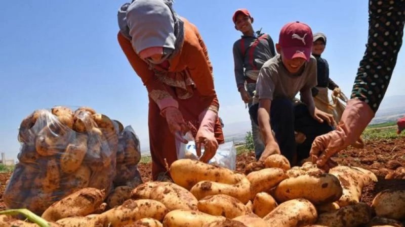 كارثة زراعية تلوح في الأفق... البطاطا بلا تصريف والأسعار تنهار!