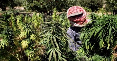 من البقاع إلى الأسواق الدولية... 