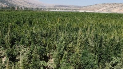 الماريوانا بالمرصاد... عمليات نوعية للجيش لإتلاف حقول 