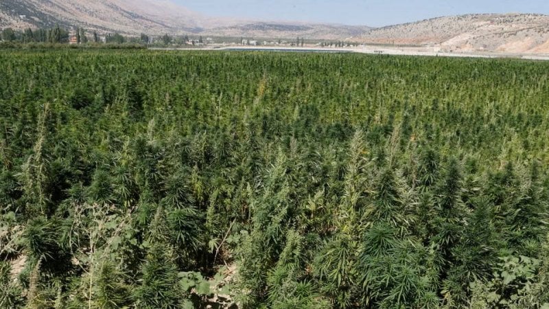 الماريوانا بالمرصاد... عمليات نوعية للجيش لإتلاف حقول "الحشيشة" بقاعاً