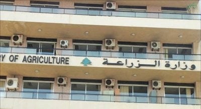 الظاهرة المناخية الطارئة: الغابات اللبنانية تشهد يبساً غير مسبوق