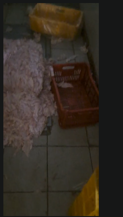 "كارثة غذائية"... فضيحة صحية في مسلخ سوداف – تربل: بقايا دجاج تتحول إلى "لحم جاهز" (فيديو)