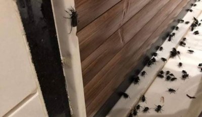 بريطانيا تحت غزو الخنافس…  والرعب يعمّ المنازل! (فيديو)