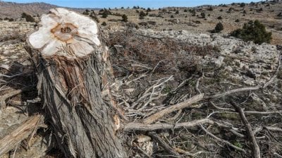 عمليات قطع عشوائي للأشجار في مرجعيون... ووزارة الزراعة تتحرّك