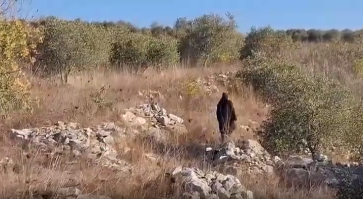 لترهيب الأهالي... الجيش الإسرائيلي يطلق النار  باتجاه حقول الزيتون في بليدا