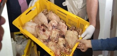 كارثة صحّية  في طرابلس... بالفيديو: ضبط 500 كيلو دجاج غير صالح