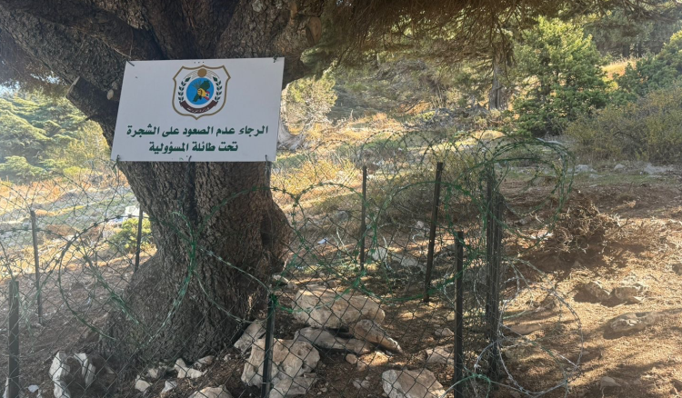 لبنان يحرس رمزه الأبدي... "الزراعة" تعيد الأمان إلى الأرزة المحمية وتتوعد المتعدين لبنان يحرس رمزه الأبدي... "الزراعة" تعيد الأمان إلى الأرزة المحمية وتتوعد المتعدين