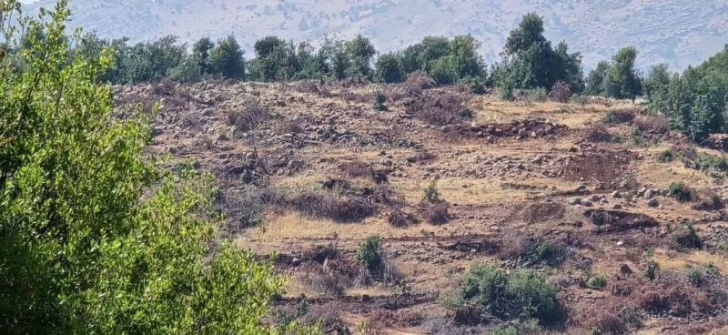 جريمة بيئية ممنهجة... السنديان السوري ضحية إسرائيل جريمة بيئية ممنهجة... السنديان السوري ضحية إسرائيل