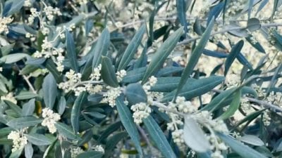 موسم الزيتون الأسوأ في الجنوب!
 موسم الزيتون الأسوأ في الجنوب!