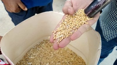 القمح الفاسد على المائدة... والفساد يواصل العجن!