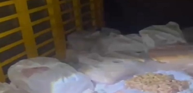  "أطنان من الشحوم الفاسدة"... الجمارك تحبط عملية تهريب