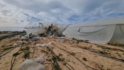 كارثة زراعية في غزة... تدمير 80% من الأراضي الزراعية وانهيار الإنتاج المحلي بالكامل