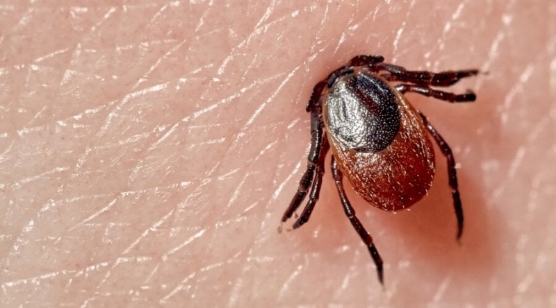 لدغات صغيرة ونتيجة صادمة...  أول وفاة مرتبطة بمتلازمة "ألفا غال"