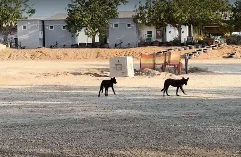 من مصر إلى عمق المستوطنات الإسرائيلية… كلاب ضالة تتحول إلى أزمة أمنية خطيرة