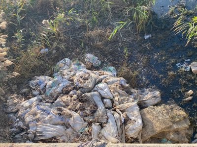 جريمة بيئية في زحلة: آلاف الدجاج النافق في مجرى الليطاني (صور وفيديو)