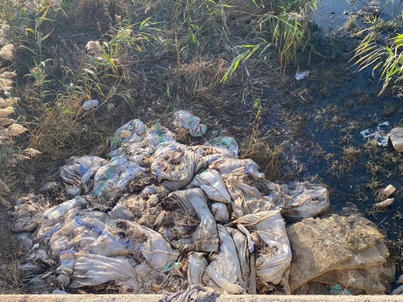 جريمة بيئية في زحلة: آلاف الدجاج النافق في مجرى الليطاني (صور وفيديو)