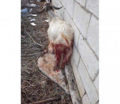 مسيّرة إسرائيلية تستهدف راعيًا وماشيته في راميا الجنوبية