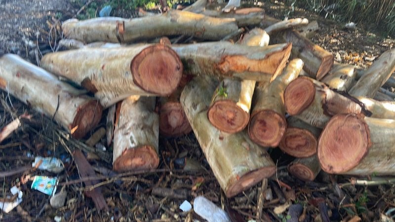 ضبط أخشاب مسروقة… "مصلحة الليطاني" توقف متورط في أرزي (صورة)
