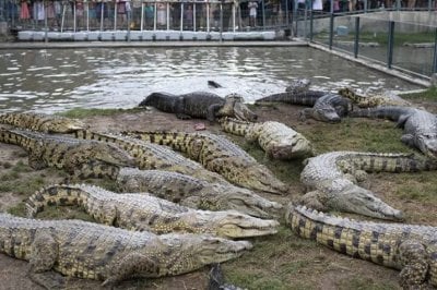 بعد قتلها مئات التماسيح... إسرائيل ترد بأغرب الحجج!