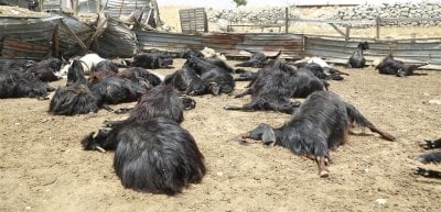 مرضٌ يهدّد المواشي في لبنان… ودعوةٌ لإعلان حال الطوارئ!