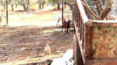 الثروة الحيوانية في مهبّ المرض
