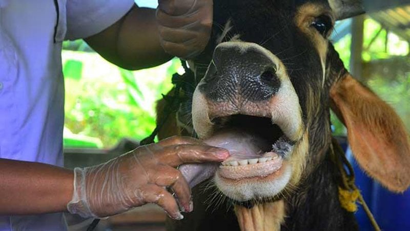 "إجتماعٌ زراعي طارئ" لمكافحة تفشّي "الحمّى القلاعية"