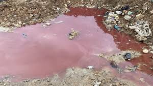 طلب عاجل من مصلحة الليطاني: إقفال مسالخ بدنايل فوراً