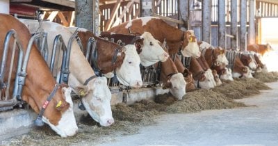 وزارة الزراعة تحسم الجدل… الشائعات تهدد الثروة الحيوانية