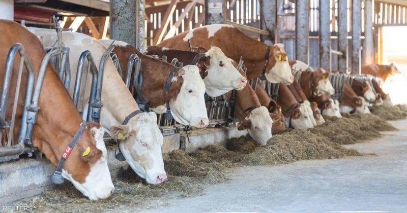 وزارة الزراعة تحسم الجدل… الشائعات تهدد الثروة الحيوانية