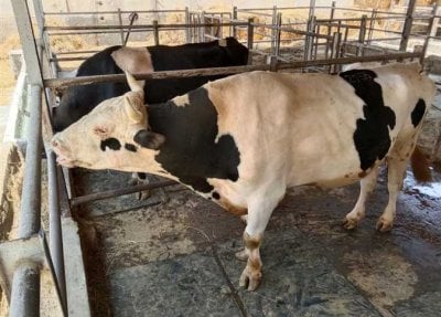 تحصين آلاف الأبقار خلال 3 أيام... بيان 