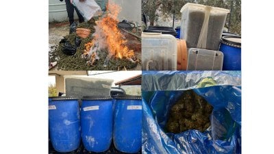 يزرع الماريجوانا ويروّجها... 