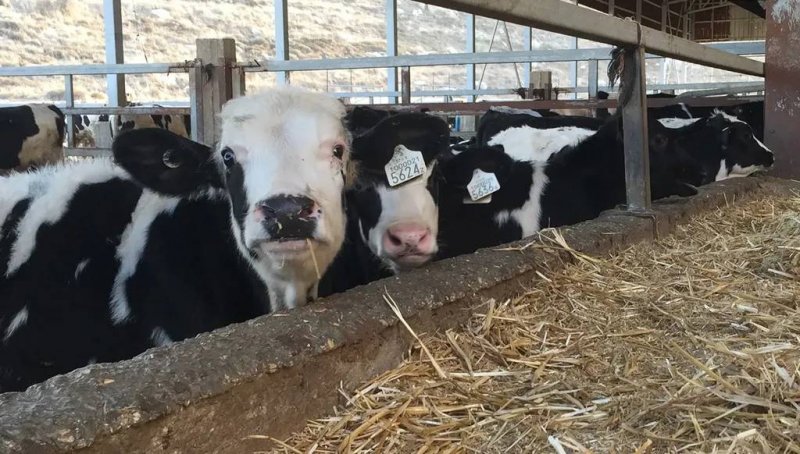 ظاهرة نادرة في إحدى المزارع العكارية (صورة)