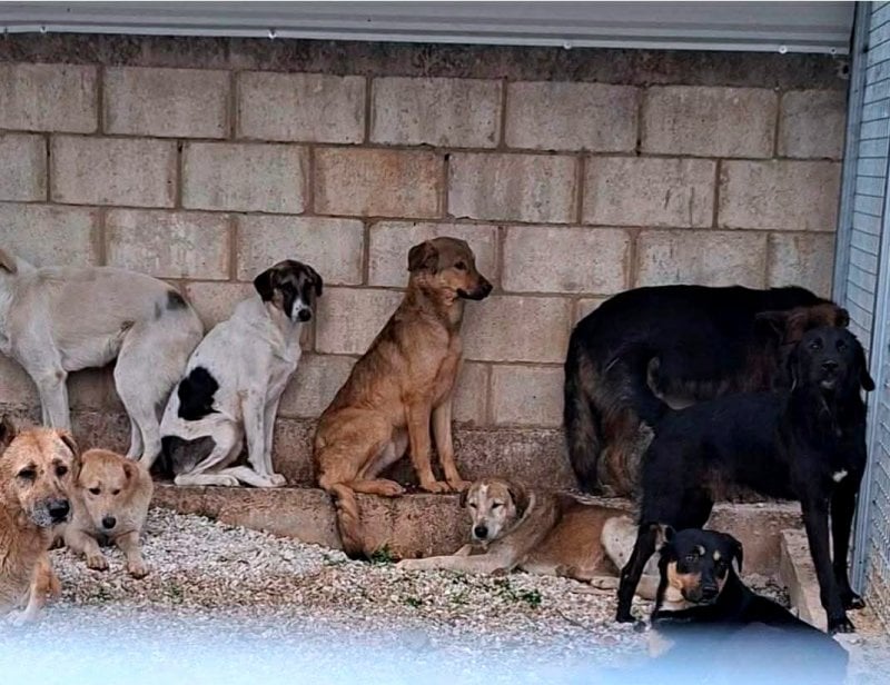 جريمة تُرتكب في طرابلس… صور "صادمة وموجعة" برسم المعنيين: أوقفوا الإبادة فورًا!
