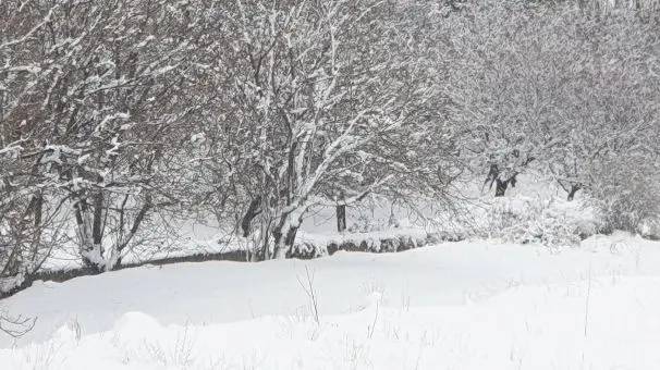 للمرة الأولى هذا العام... الثلوج غمرت بلدات قضاء بعلبك