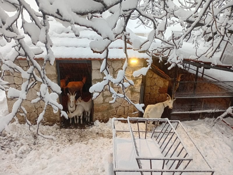 لبنان تحت قبضة العاصفة... البرد يشتدّ وتحذير "هام" للمواطنين!
