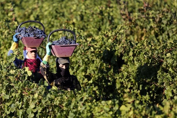 بعد سنوات الشحّ… الزراعة اللبنانية تلتقط أنفاسها ببركة الامطار!

