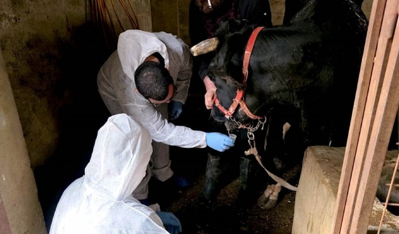 الأمن الغذائي في لبنان تحت الاختبار… “الزراعة” تحاصر الحمى القلاعية