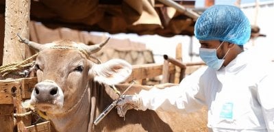 تحصين شامل للقطعان… حملة الحمى القلاعية تتوسّع وتحقق نتائج إيجابية