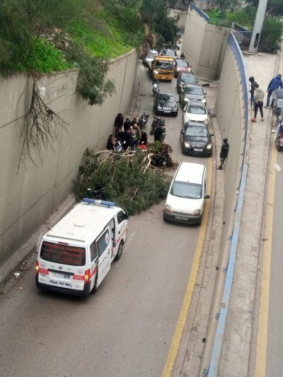 تحت جسر قصقص… شجرة ضخمة تسقط على أحد المارّة (فيديو)