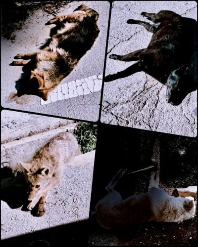 مجزرة مسمومة تهزّ ترتج.... 63 حيواناً ضحيّة 