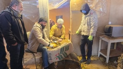 موسم التبغ يقترب من نهايته… 