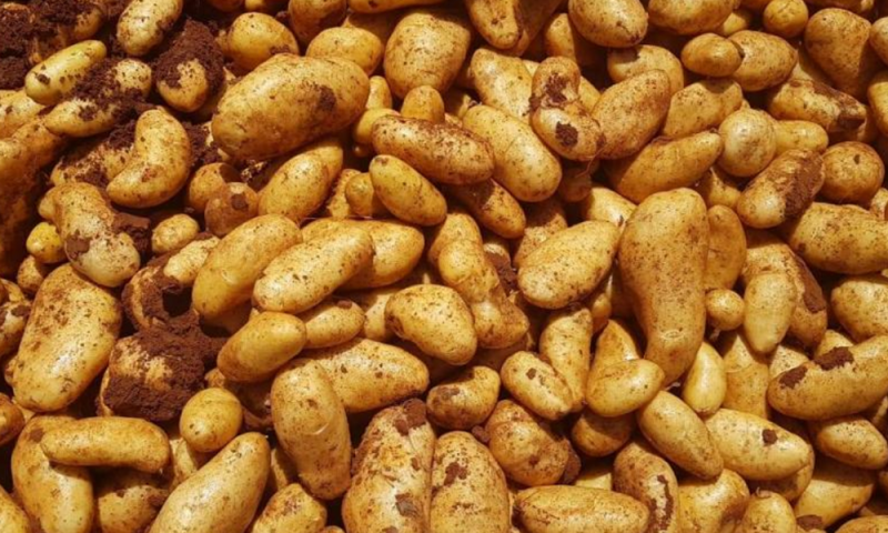 "الزراعة" تواكب واقع المحاصيل... الإنتاج يتزايد مع تحسّن الطقس