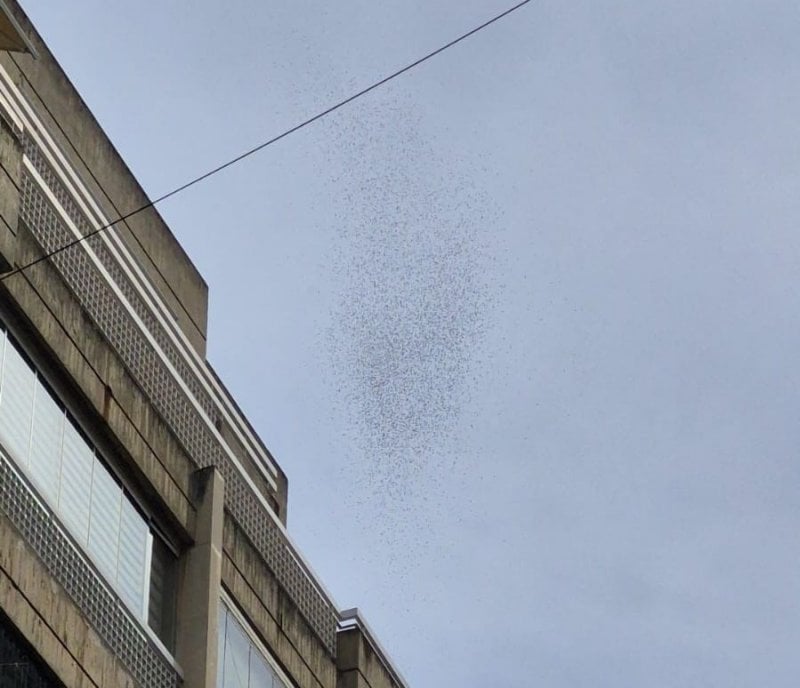 "لبنان هو قرارك مش قرار غيرك"... مناشير إسرائيلية تُلقى فوق بيروت (فيديو وصور)