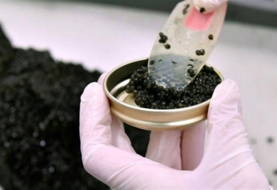 بحيرة ويسكونسين... "الكافيار" يطيحُ مسؤولاً علمياً أميركياً