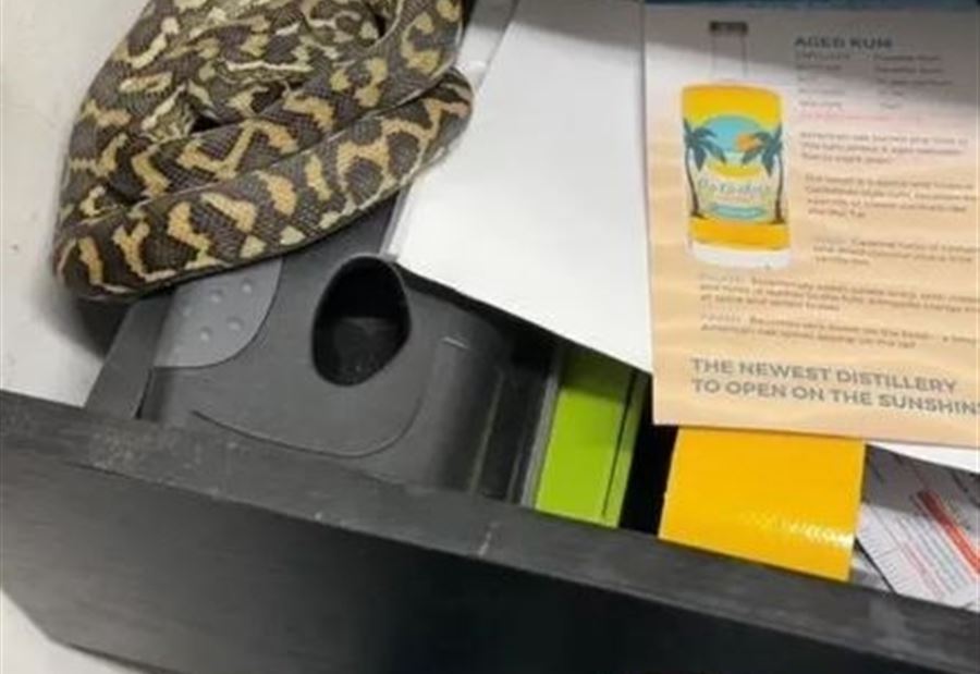 بالفيديو: قيلولة لثعبان ضخم في "الدُّرج" تثير رعب الموظفين!