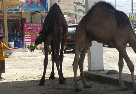 جمال مهربة تُذبح في البقاع