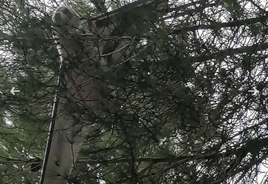 مستجدات المسيّرة العالقة بين الأشجار في إبل السقي!  