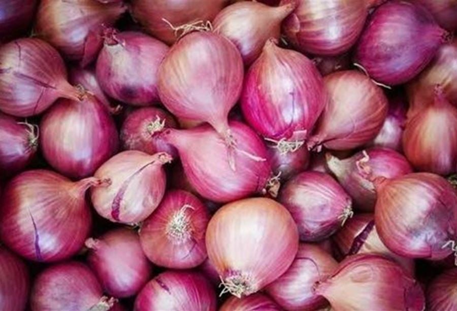 البصل المصري يغزو لبنان.. ويقلق المزارعين
